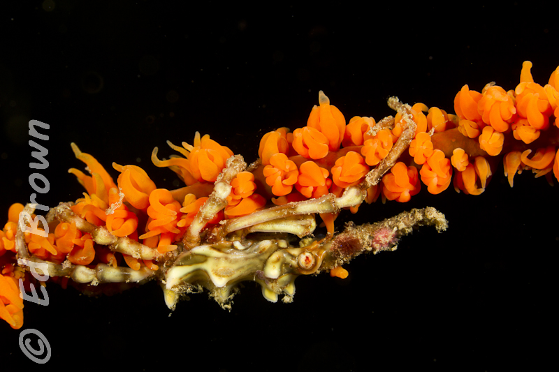 Whip coral crab - Xenocarcinus tuberculatus