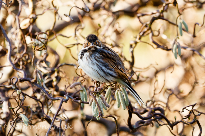 Reed bunting (Emberiza schoeniclus) East Sussex, England, UK