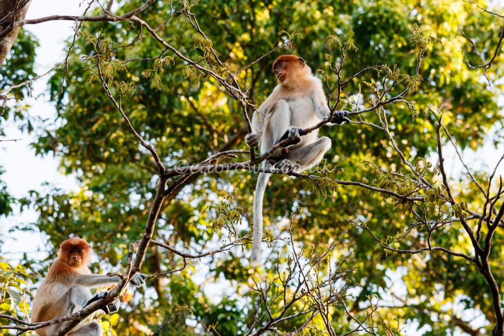 Proboscis monkeys (Nasalis larvatus)