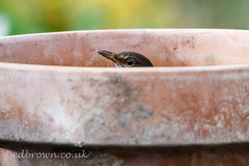 Pictures of birds in flowerpots 3 Blackbird in a flower pot