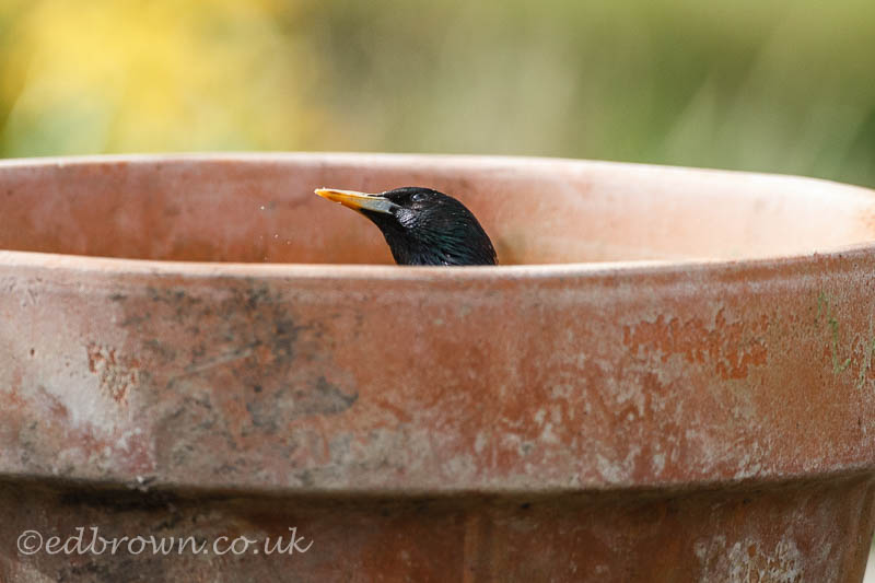 Pictures of birds in flowerpots 4 Starling in a flowerpot