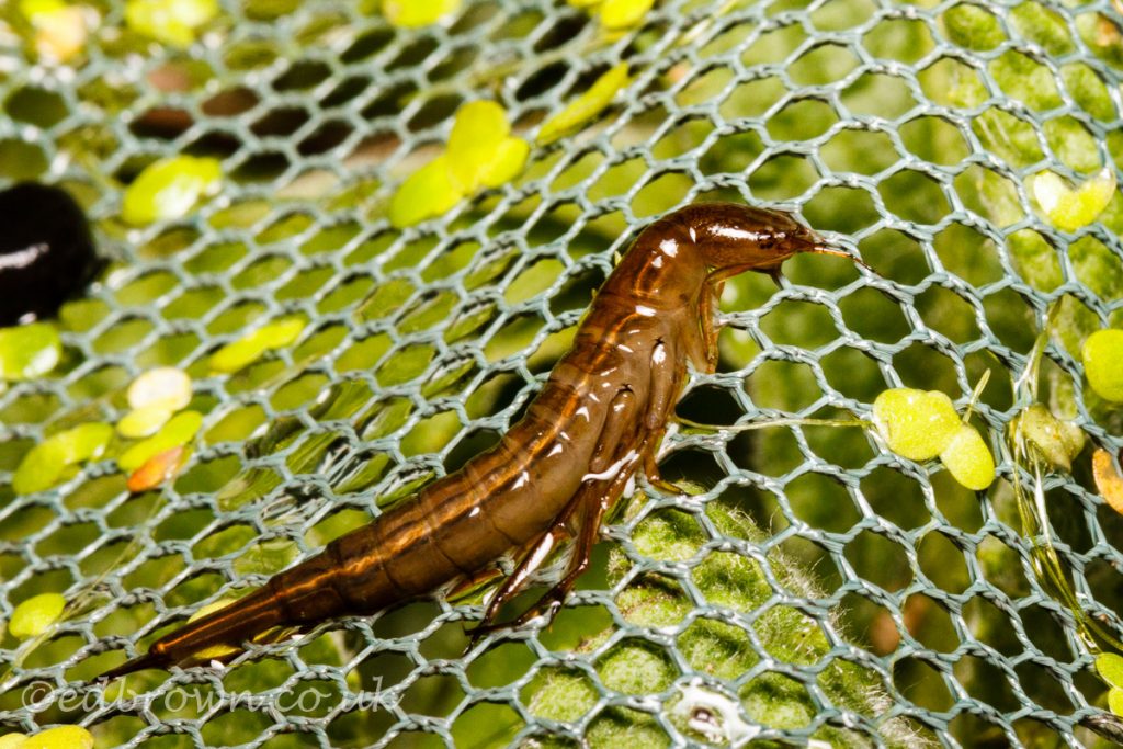 Great diving beetle larvae (Dytiscus marginalis)