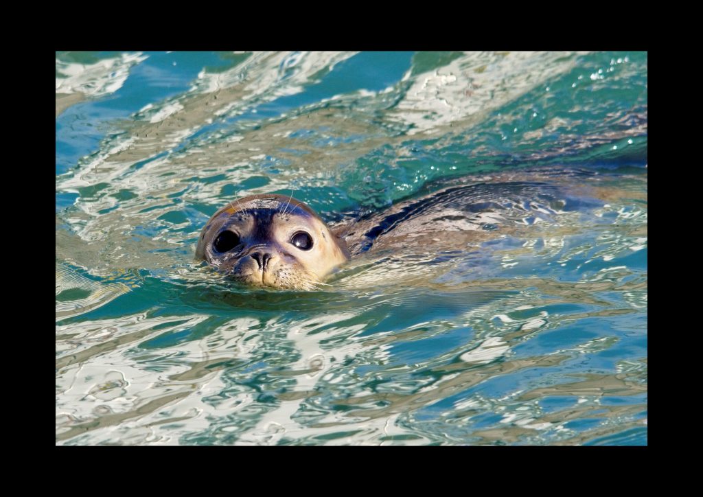 2020 wildlife calendar feb