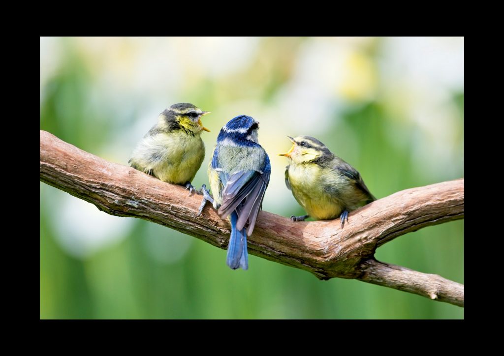 2020 wildlife calendar jun