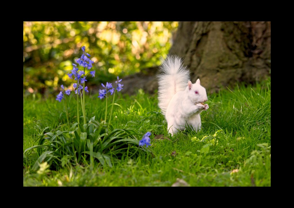 2020 wildlife calendar may