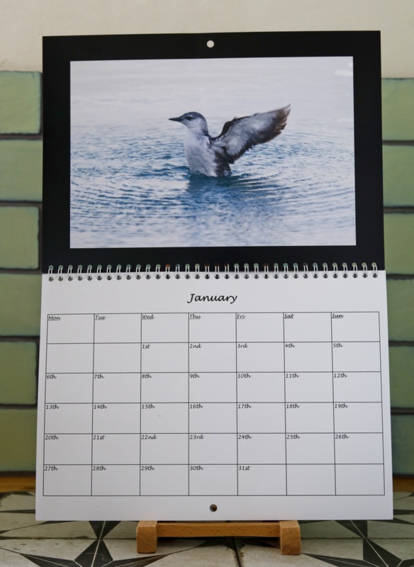 Black guillemot