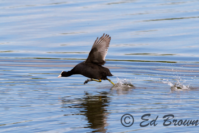 Coot (Fulica altra) running on water