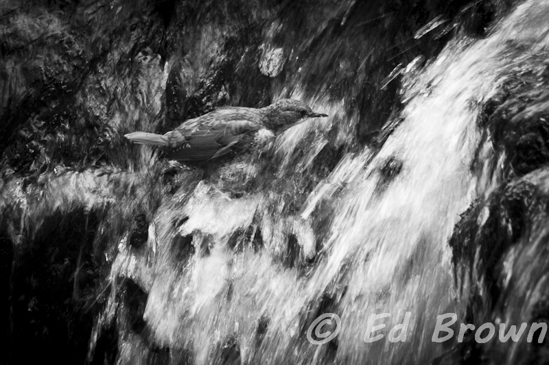 Dipper, River Exe, Somerset