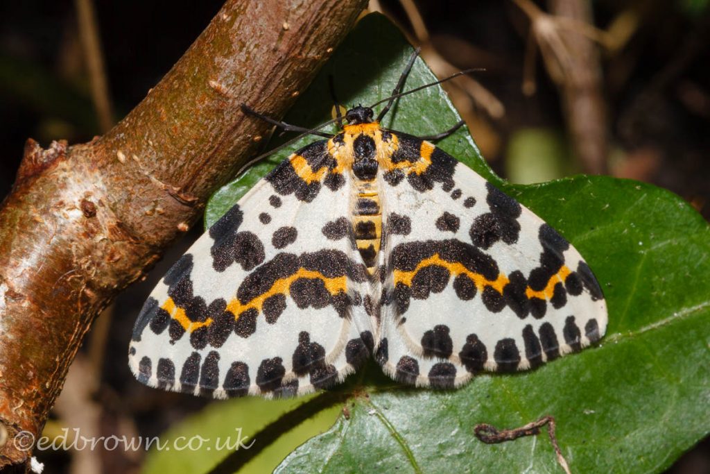 Magpie Moth(Abraxas grossulariata) East Sussex, England, UK