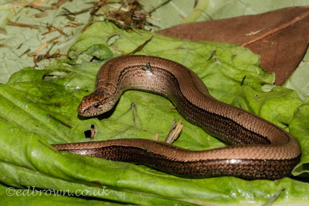 Slow worm (Anguis fragilis) East Sussex garden, England, UK © www.edbrown.co.uk