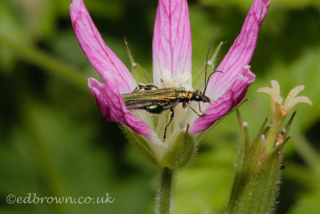 Thick-Legged Flower Beetle (Oedemera nobilis) East Sussex garden, England, UK © www.edbrown.co.uk