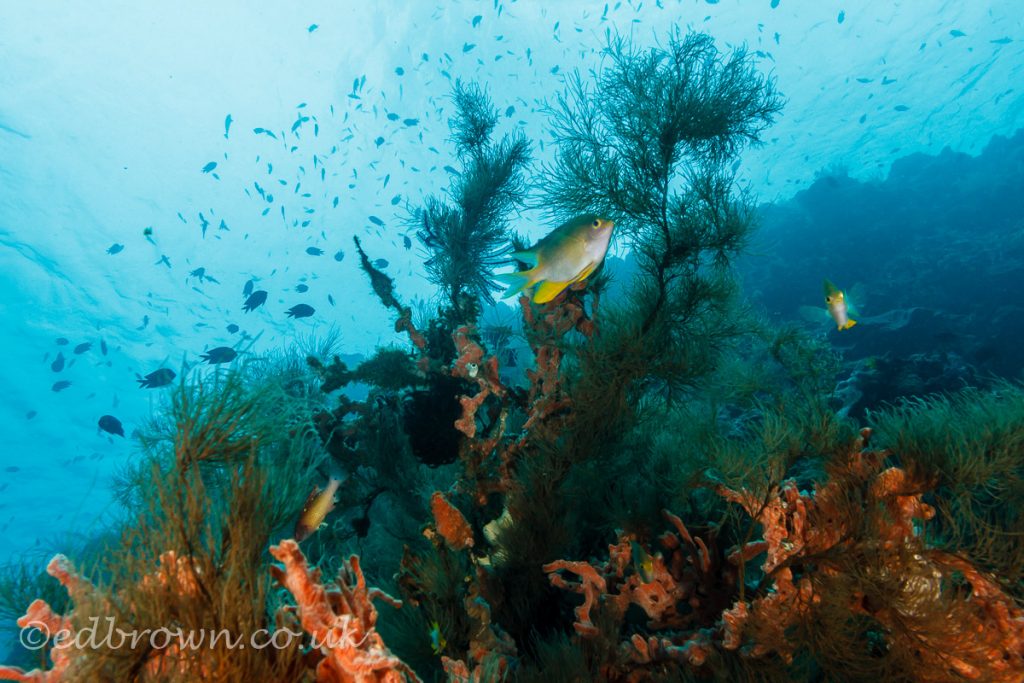 Bunaken marine park