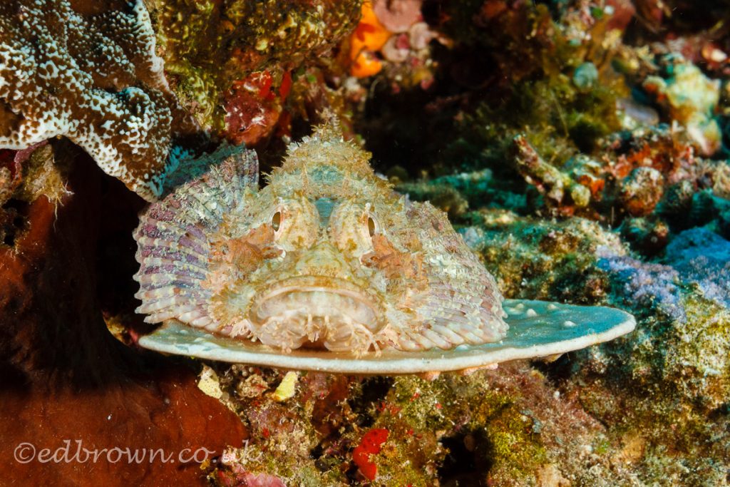 Scorpion fish, Bunaken marine park