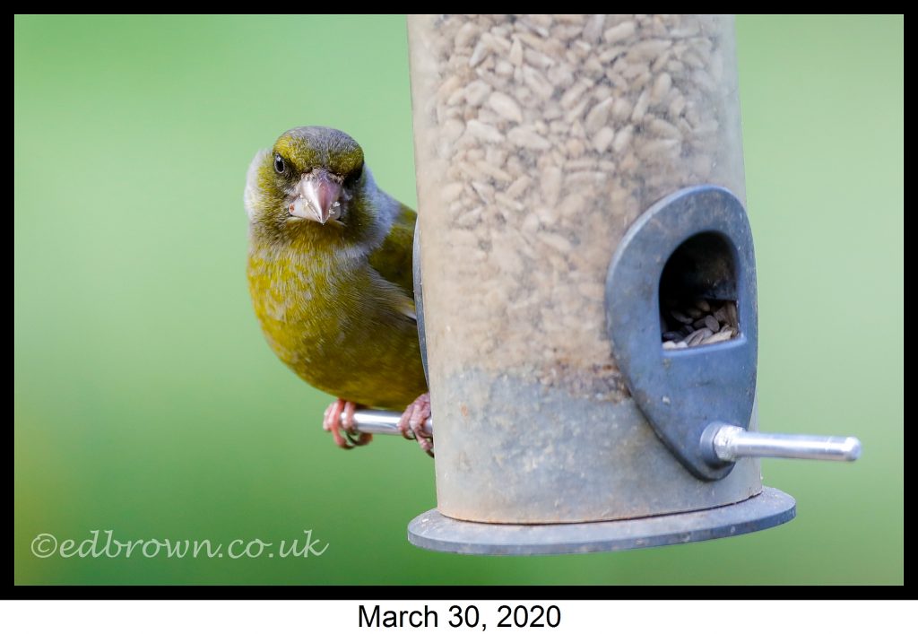 Garden wildlife pictures week 1 3 Covid-19 lockdown garden wildlife project - Greenfinch