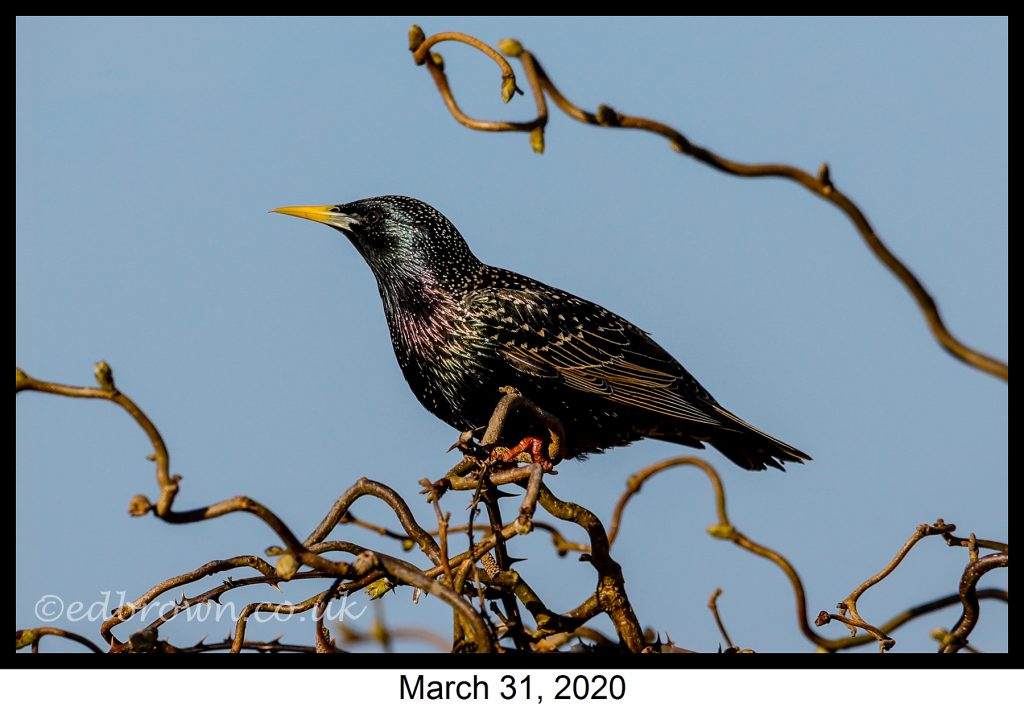 Garden wildlife pictures week 1 4 Covid-19 lockdown garden species project - Starling