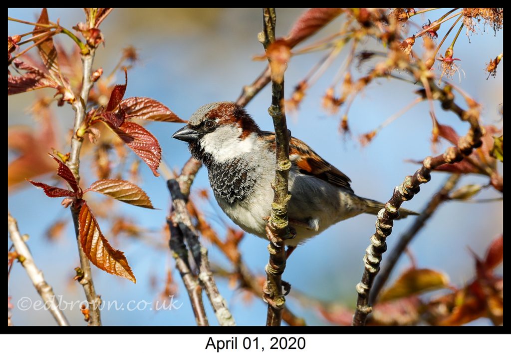Garden wildlife pictures week 1 5 Covid-19 lockdown garden species project - House sparrow