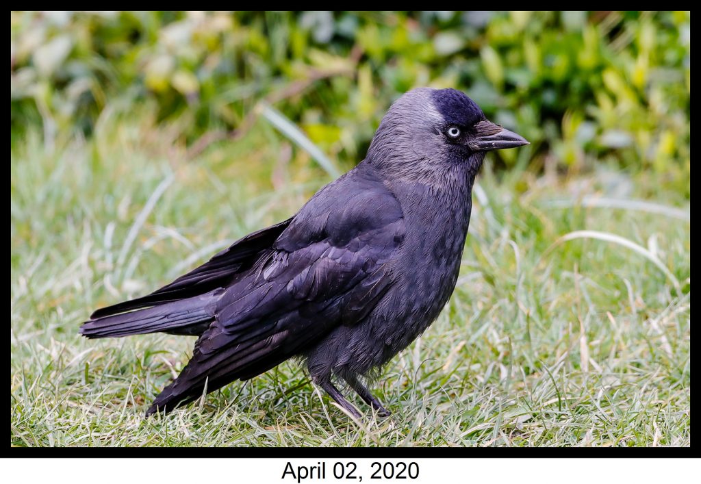 Garden wildlife pictures week 1 6 Covid-19 lockdown garden species project - Jackdaw