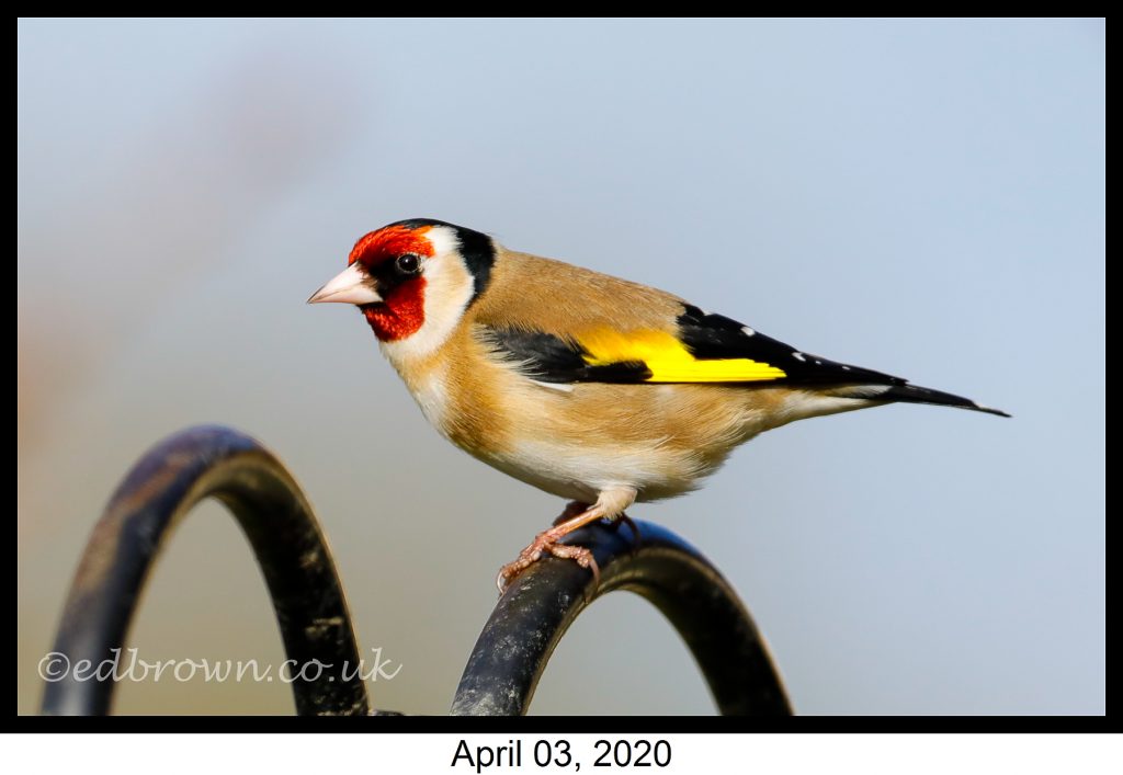 Garden wildlife pictures week 1 7 Covid-19 lockdown garden species project - Goldfinch