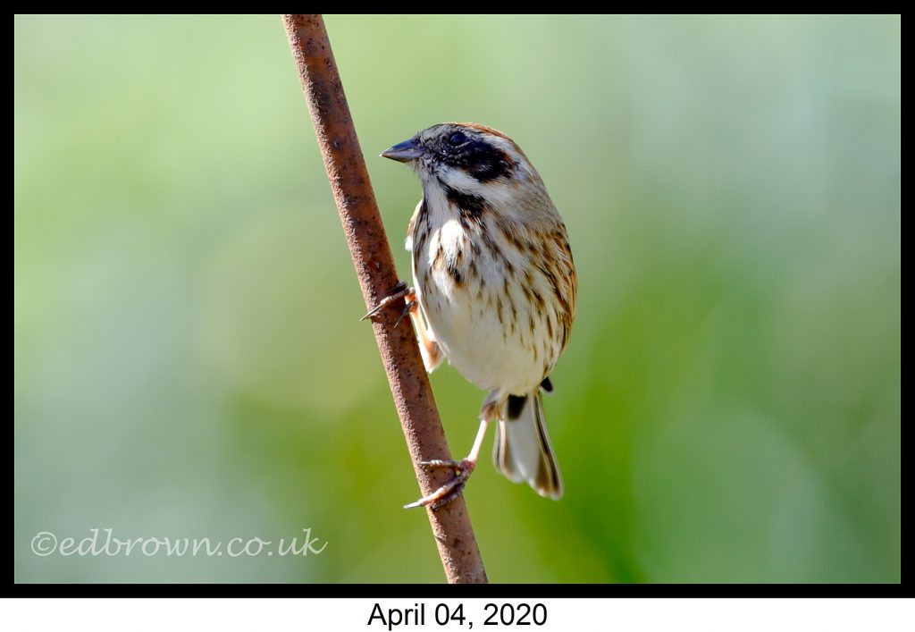 Garden wildlife pictures week 1 8 Covid-19 lockdown garden species project - Reed bunting