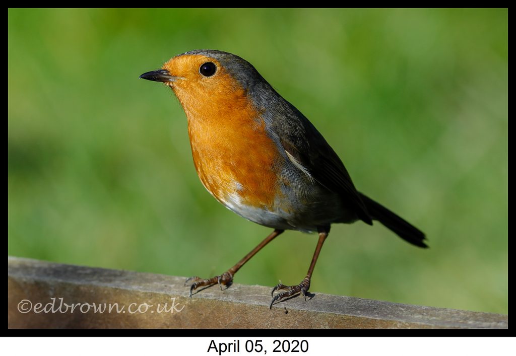 Garden wildlife pictures week 1 9 Covid-19 lockdown garden species project - Robin