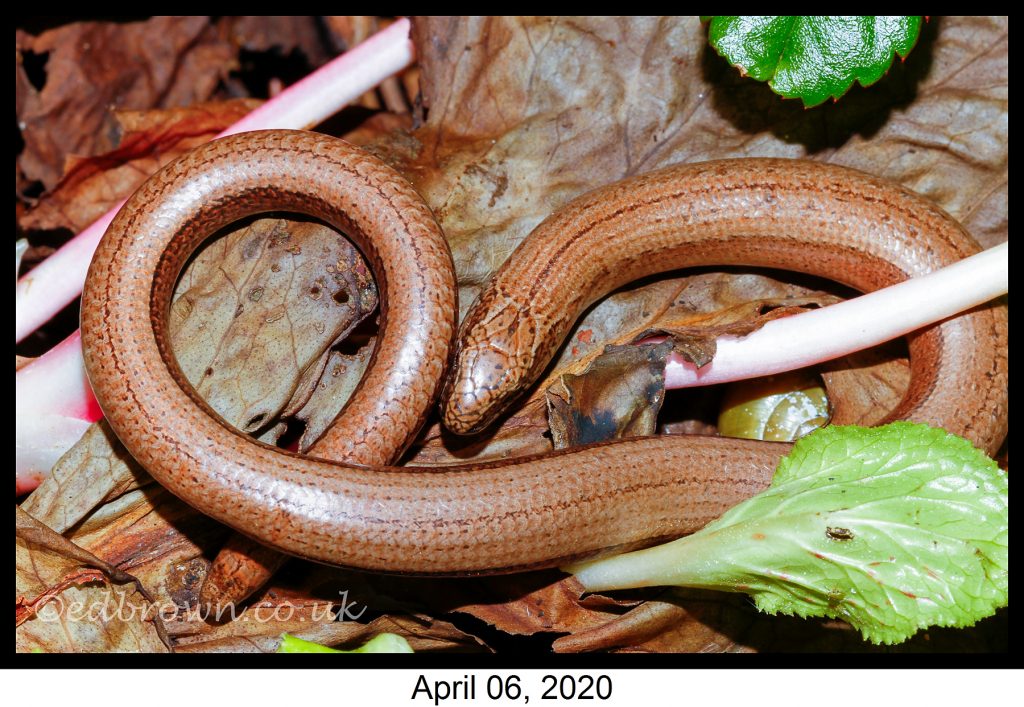 Covid-19 lockdown garden species project - Slow worm