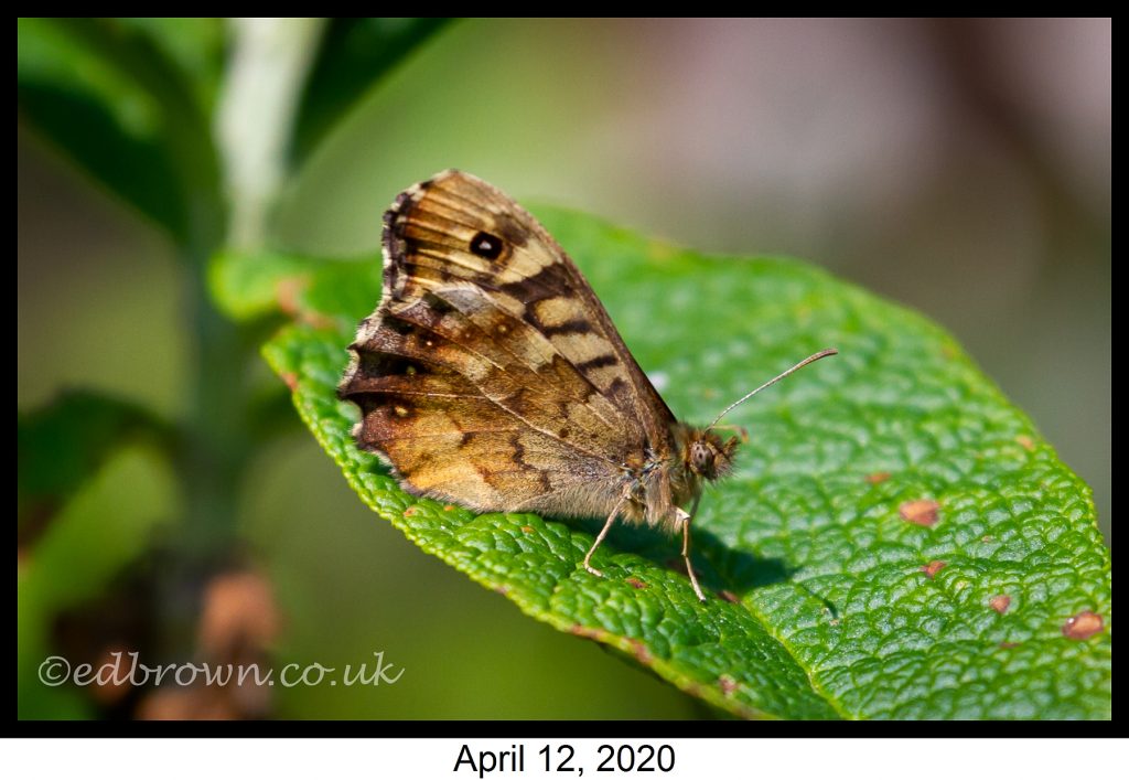 Covid-19 lockdown garden species project - Speckled Wood butterfly