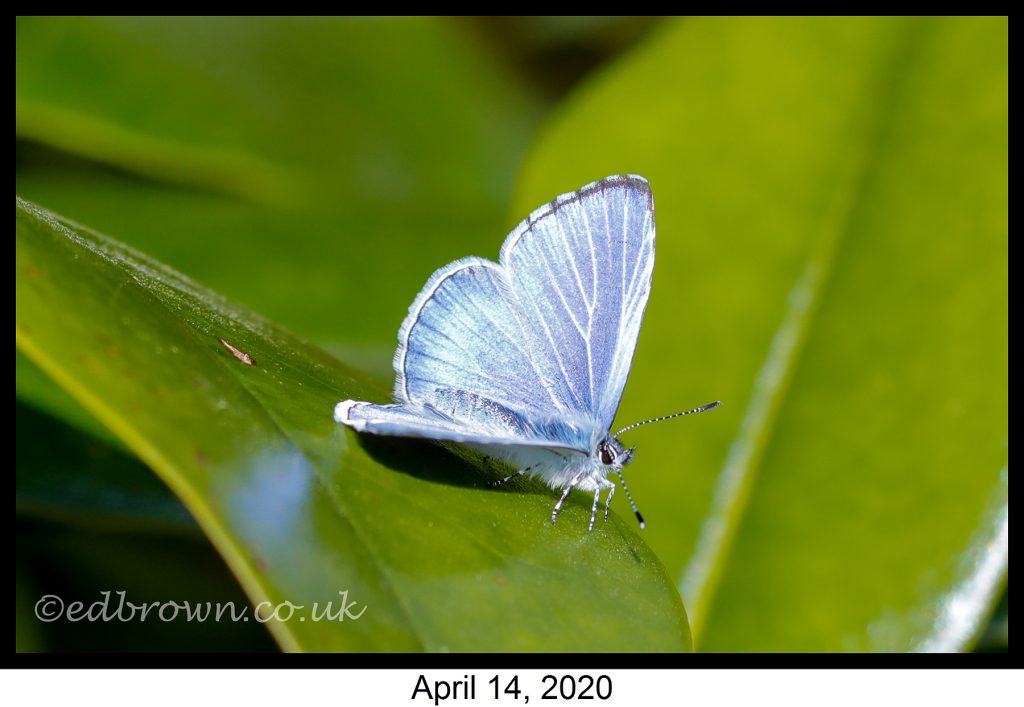 Covid-19 lockdown garden species project - Holly Blue butterfly