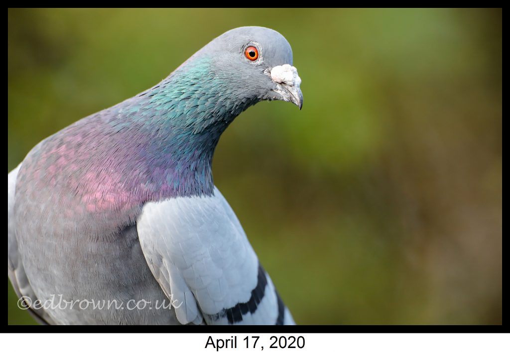 Covid-19 lockdown garden species project - Feral pigeon