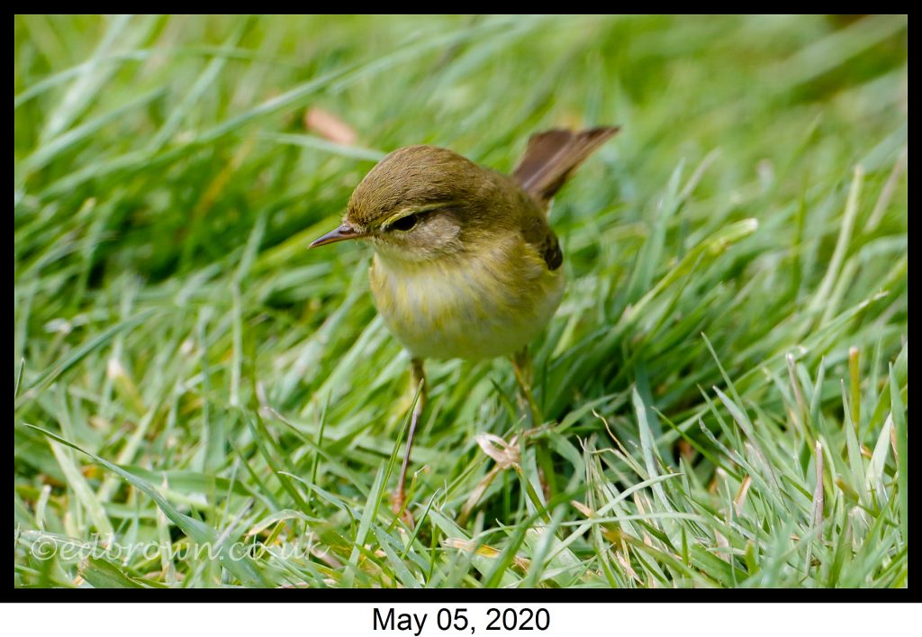 Covid-19 lockdown garden species project - Willow warbler