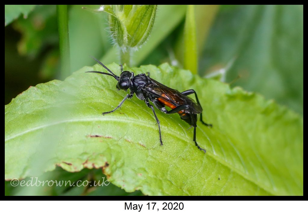 Covid-19 lockdown garden species project - Macrophya annulata Sawfly