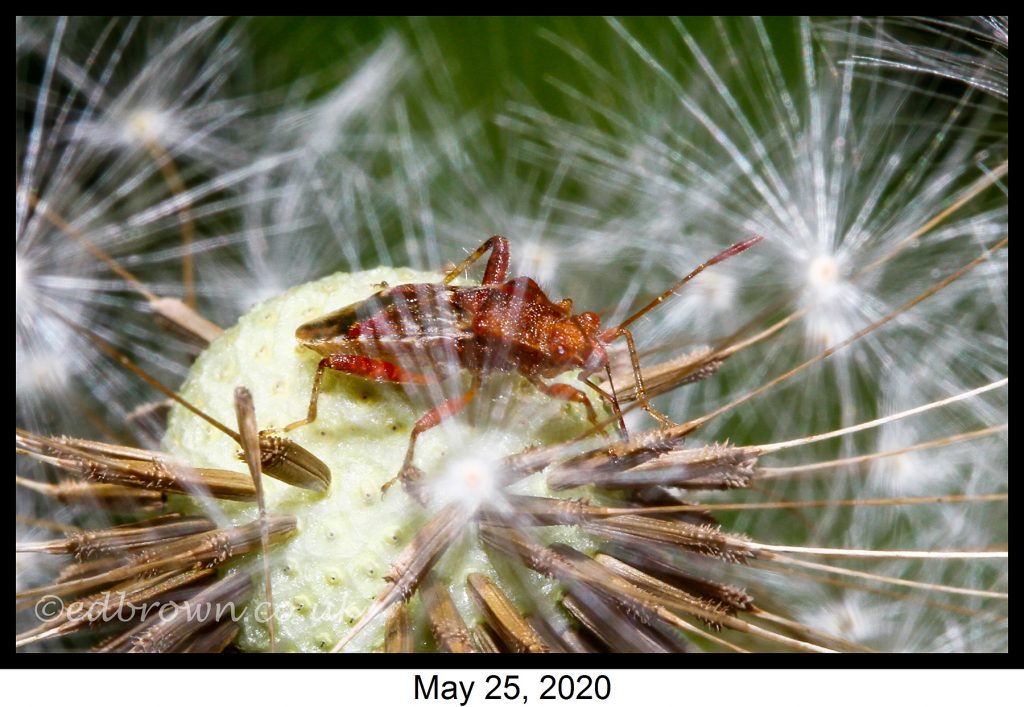 Covid-19 lockdown garden species project - Rhopalus subrufus bug