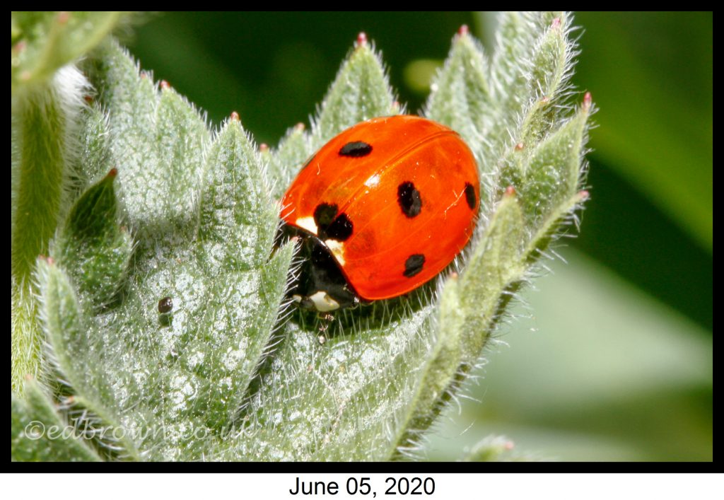 Covid-19 lockdown garden species project - 7 Spot ladybird