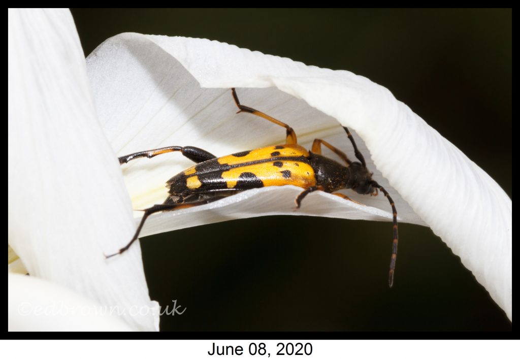 Covid-19 lockdown garden species project - Black and yellow longhorn beetle