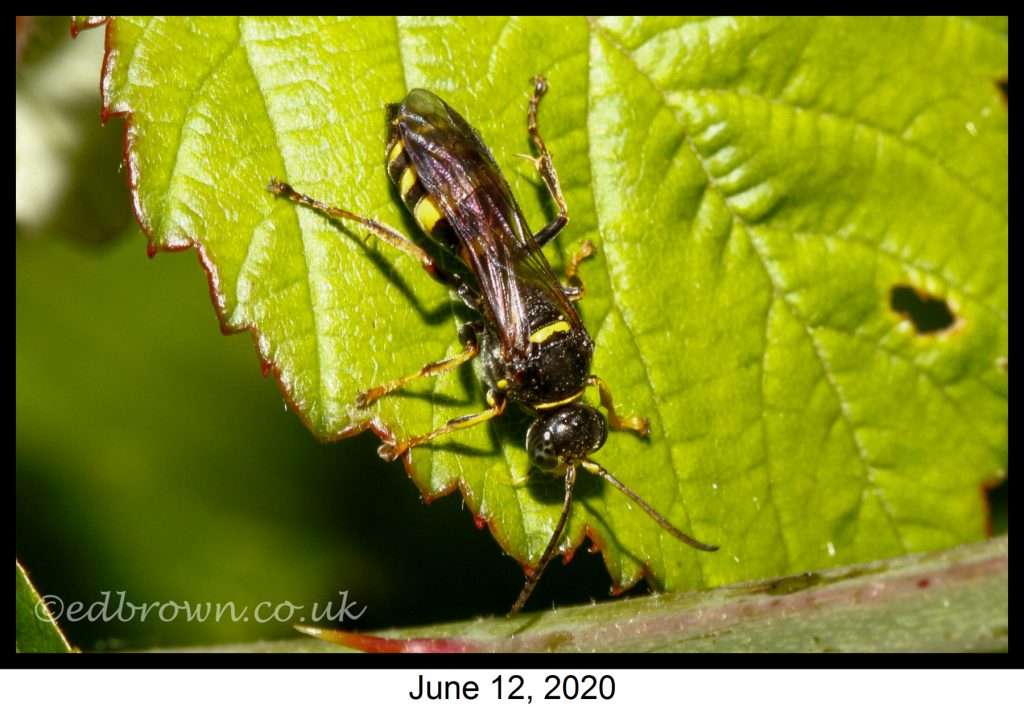 Covid-19 lockdown garden species project - Gorytes laticinctus wasp