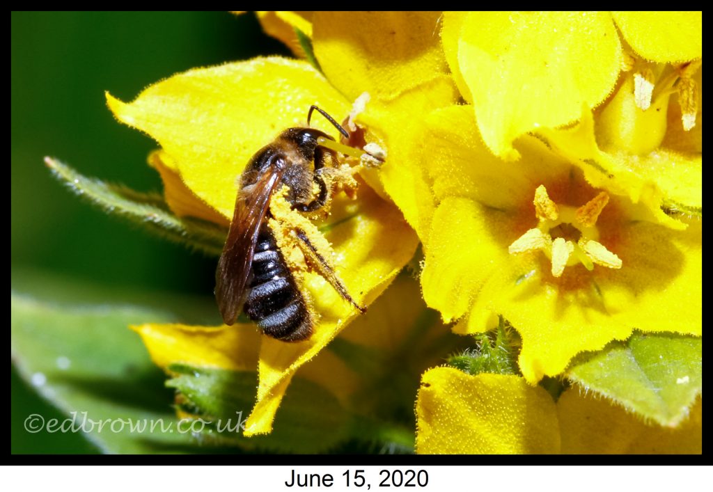 Covid-19 lockdown garden species project - White-zoned Furrow Bee
