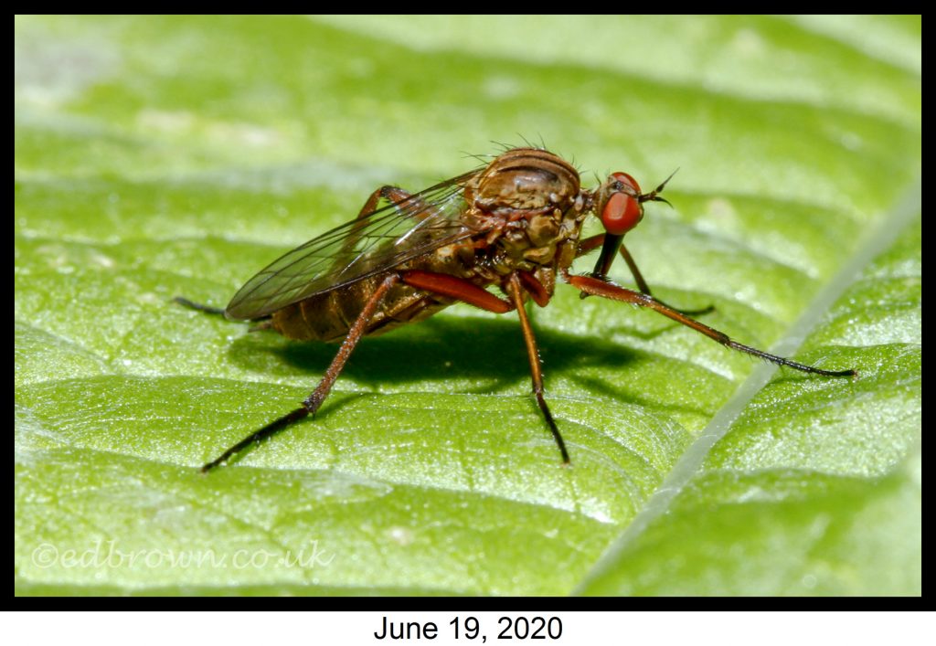 Covid-19 lockdown garden species project - Empis opaca fly