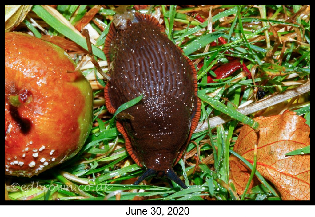 Covid-19 lockdown garden species project - Black slug