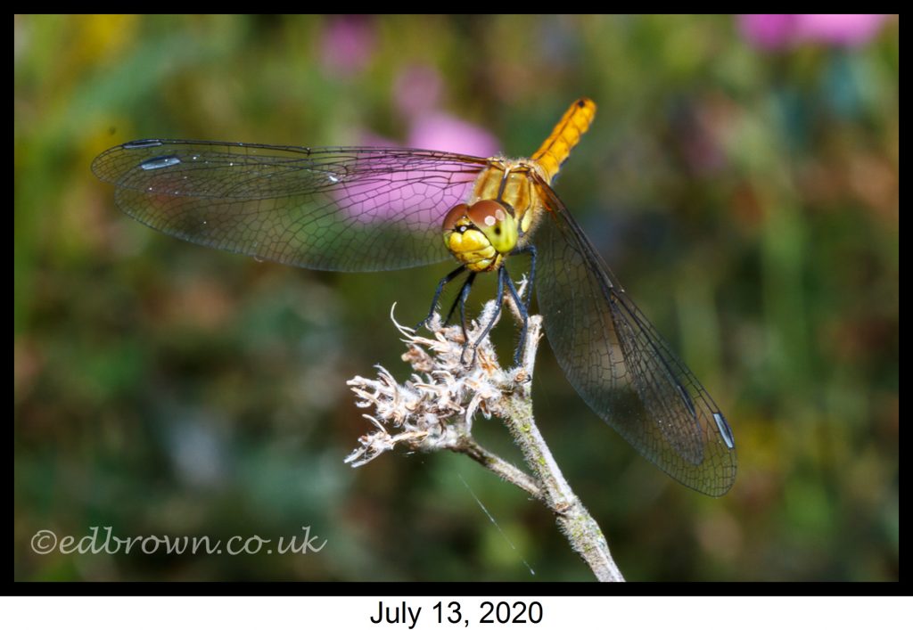 Garden watch week 16 3 Ruddy darter (Sympetrum sanguineum)