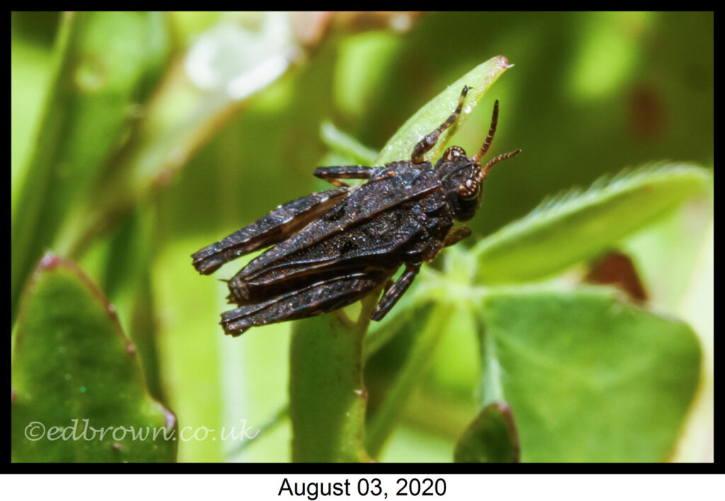 Common groundhopper (Tetrix undulata)