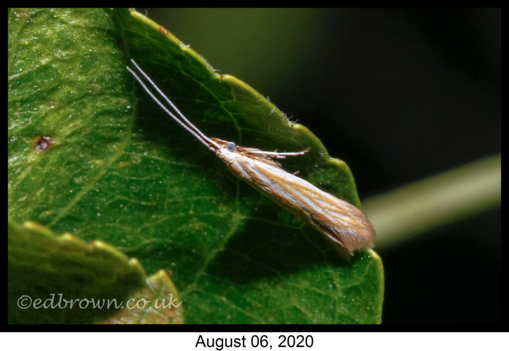 Coleophora lineolea moth